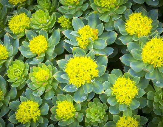 rhodiola rosea